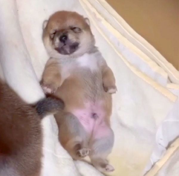 お手てとあんよをピチピチ動かす甥っ子ちゃん