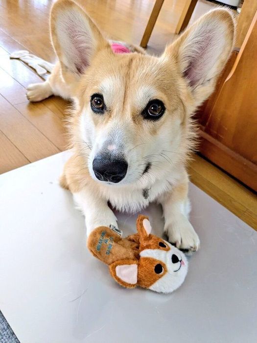 おもちゃで遊ぶコーギー