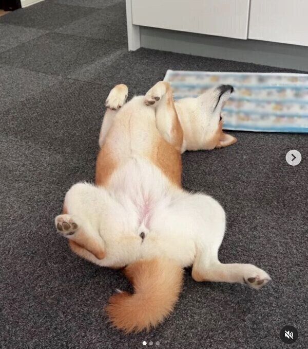 なでられ待ちをするすずちゃん