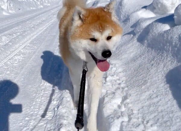 笑いながら歩いてくるまるくん