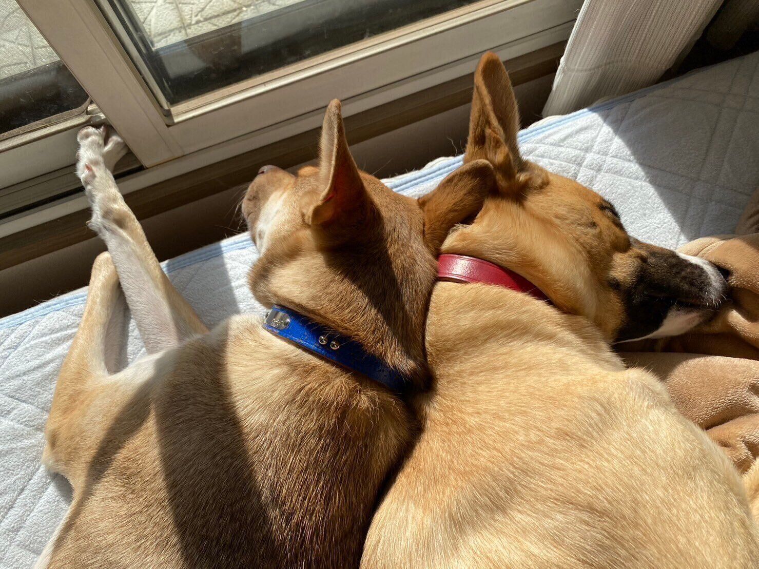 くっついて眠るあんこちゃん、もちちゃん