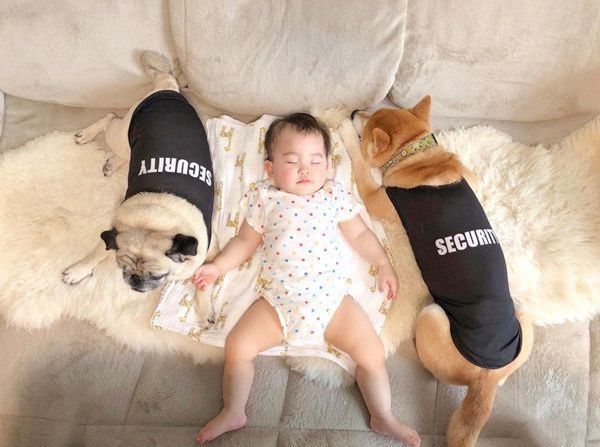 仲良しな柴犬とパグと妹ちゃん