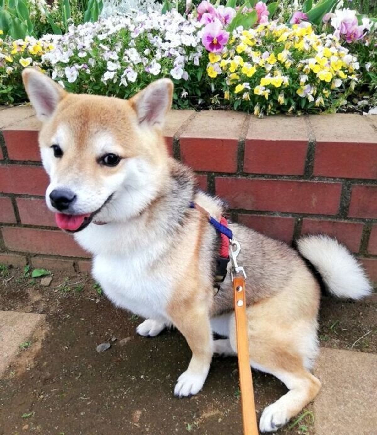 病気を抱えて生まれ のちに飼育放棄された犬 新しい家族と出会い 元気いっぱいな姿を見せていた いぬのきもちweb Magazine 病気を抱えて生まれ のちに飼育放棄された犬 新しい家族と出会い 元気いっぱいな姿を見せていた いぬのきもちweb Magazine