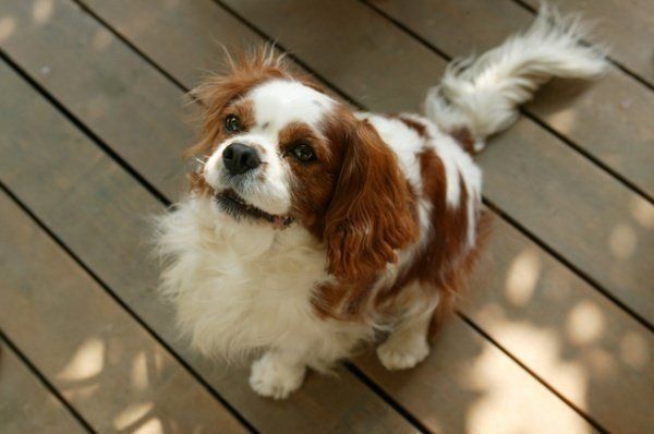 犬の歯並び 歯の本数って気にした方がいいの 動物看護師が解説 いぬのきもちweb Magazine