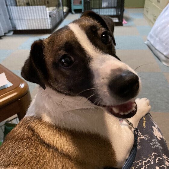 ひざに乗るジャック・ラッセル・テリア