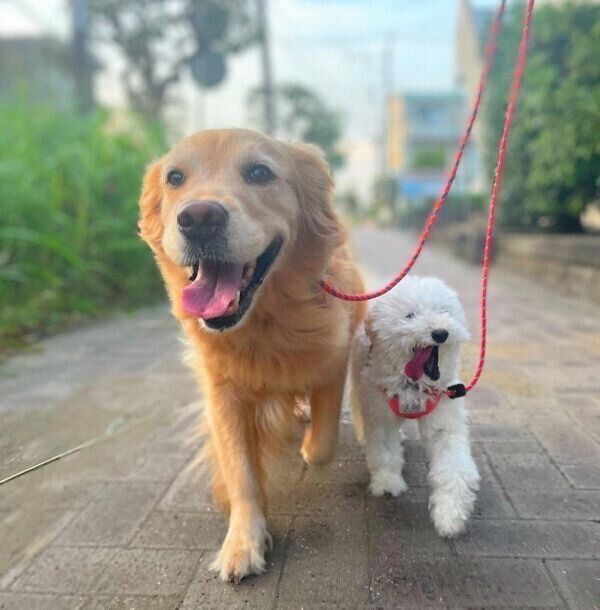 散歩をするゆめちゃん、うたちゃん