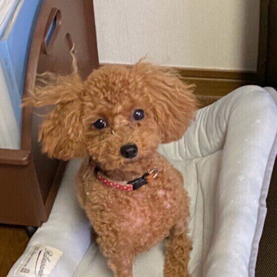 見つめるトイ・プードル