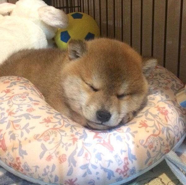 ぐっすりと眠るラテくん