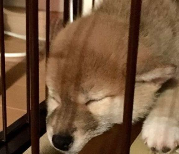 すみで寝る こむぎちゃん