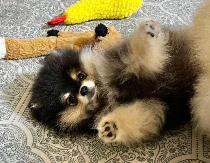 元気いっぱいの小町ちゃん