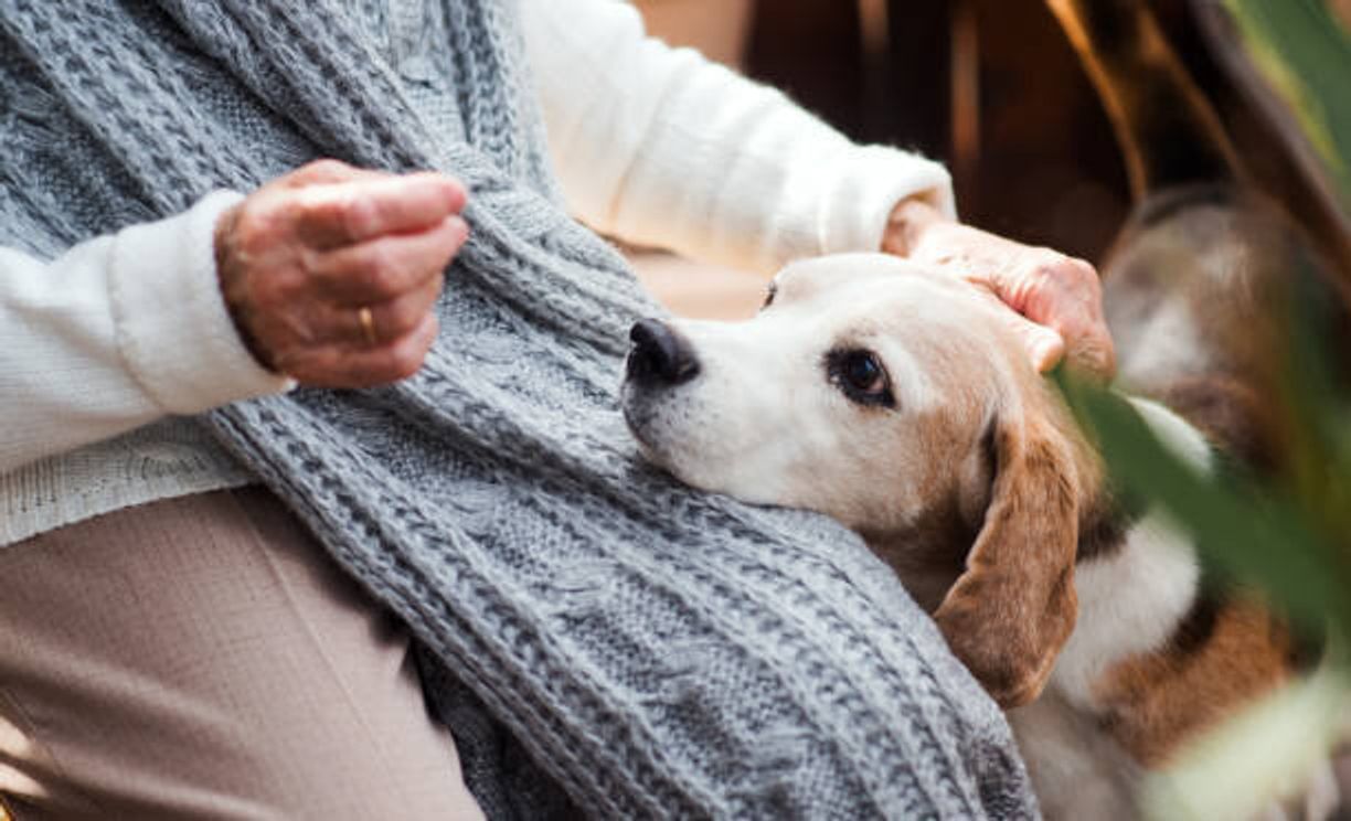 犬の旅立ちが近いとき 残された時間の過ごし方 いぬのきもちweb Magazine 犬の旅立ちが近いとき 残された時間の過ごし方 いぬのきもちweb Magazine