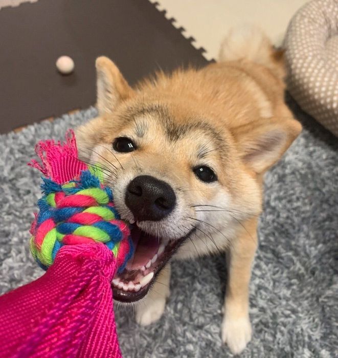 おもちゃで遊ぶ花ちゃん