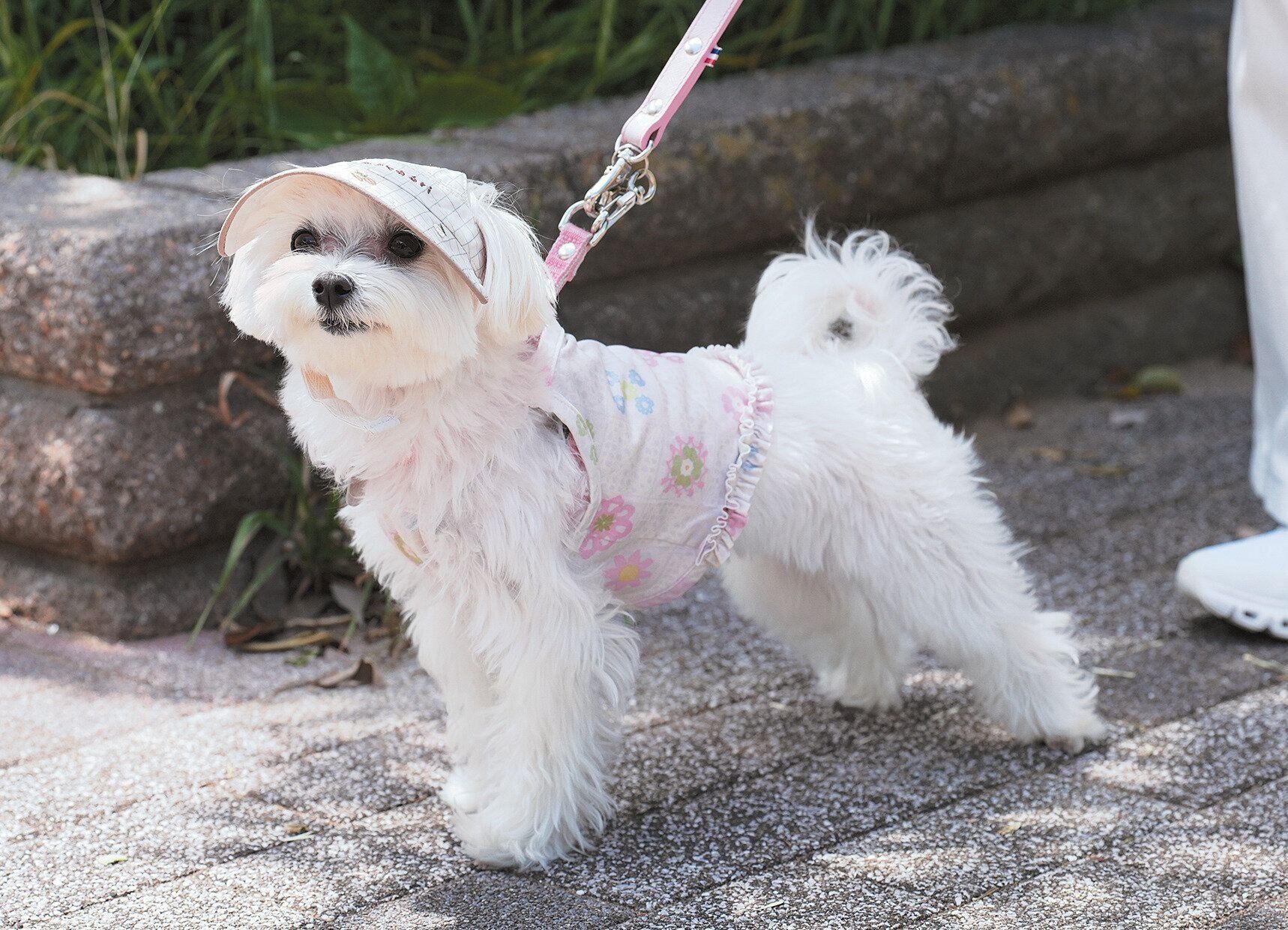 日除けアイテムを身につける犬