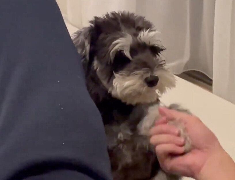 パパさんと握手をするオリちゃん