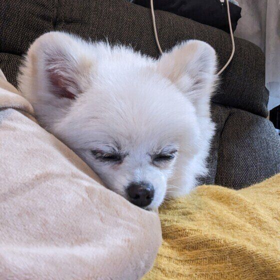 飼い主さんの上で寝るソイちゃん