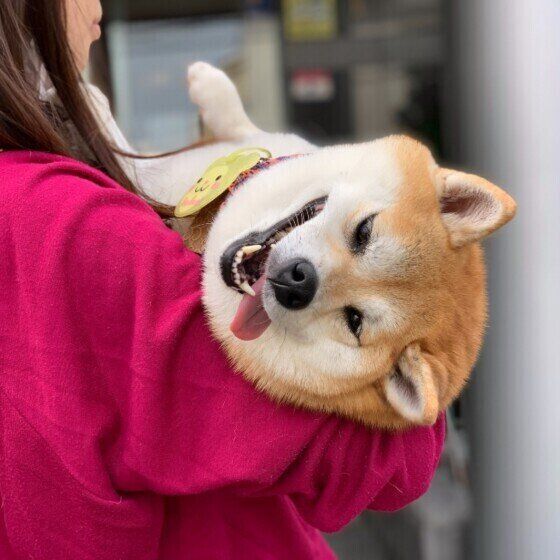 抱っこされる柴犬