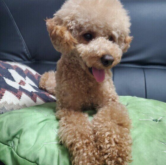 くつろぐトイ・プードル