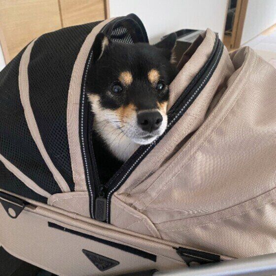 カートに乗る柴犬