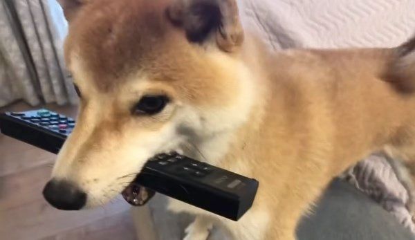 撫でやすい定位置に戻る柴犬