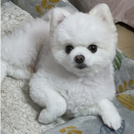 トリミングしたポメラニアンのヤマトくん