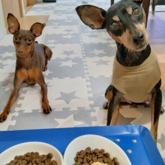 ミニチュア・ピンシャーのチャーリーくん