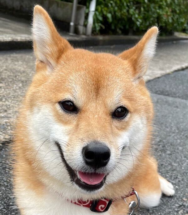 微笑むチロちゃん