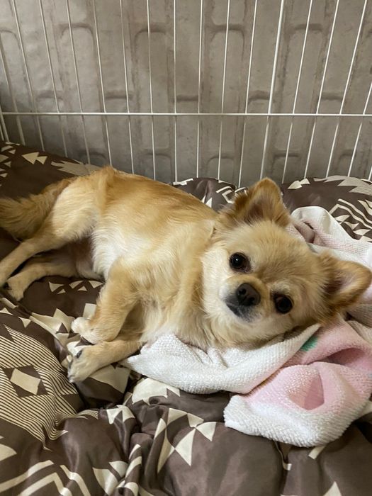 眠くて自らハウスしたというてんくん かわいい