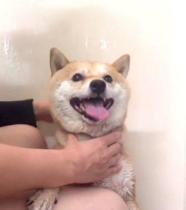 お風呂に入る豆柴