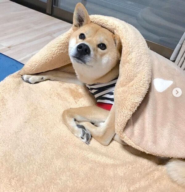 くつろぐ朔太郎くん