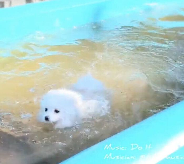 温泉で「初泳ぎ」をするくまちゃん