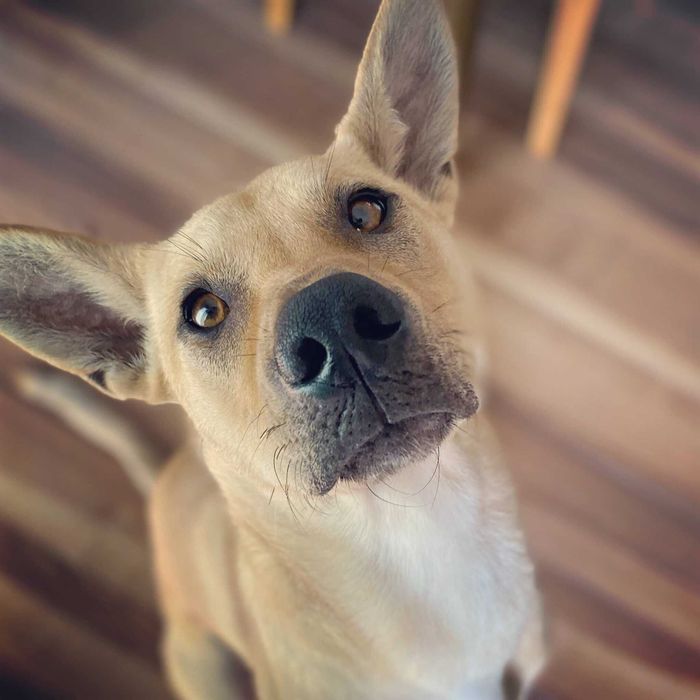 カメラを見つめる犬 1才半頃