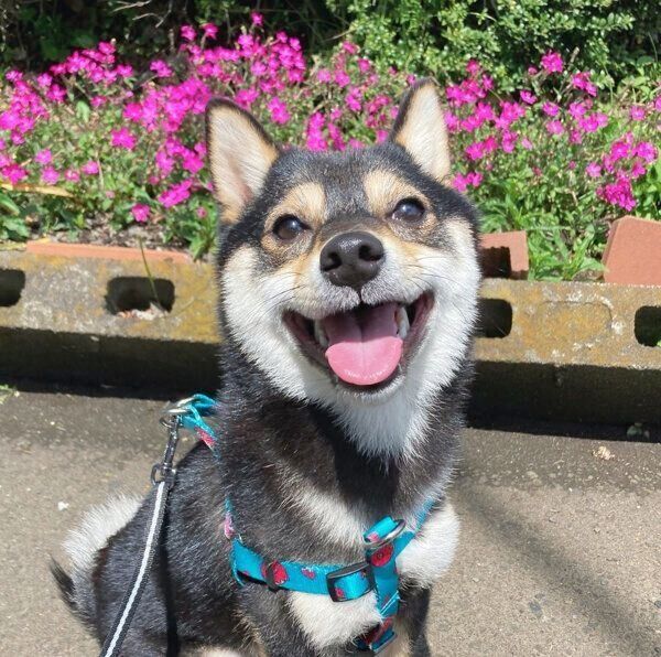 お散歩をする煮豆くん