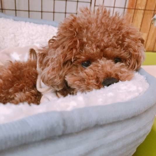 ベッドにいるトイプードル