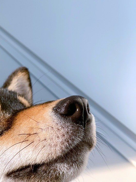 琥大朗くん  柴