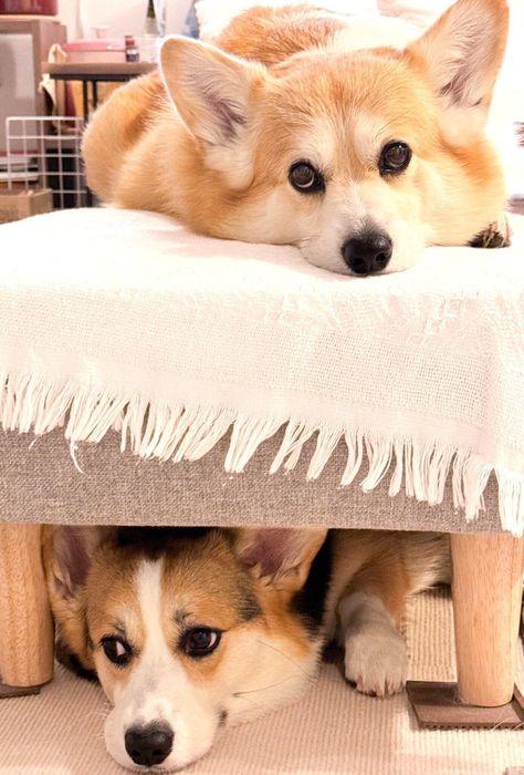 「やらかした」ような様子のエルモちゃん、ギズモちゃん