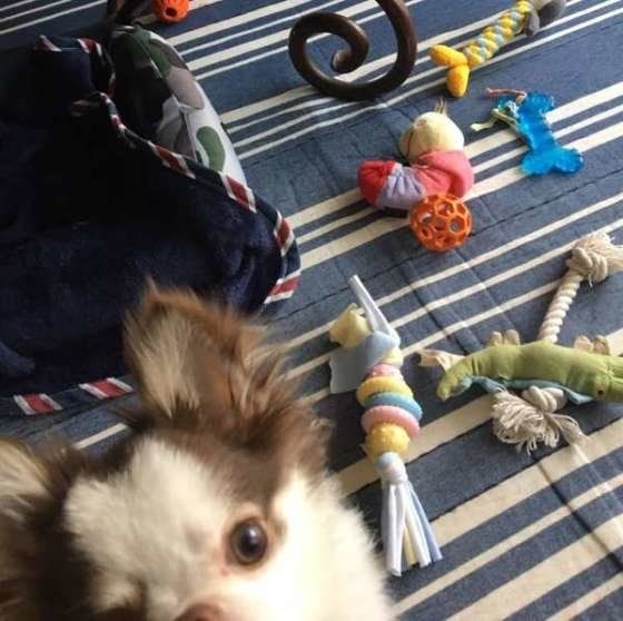 おもちゃを集めたチワワ