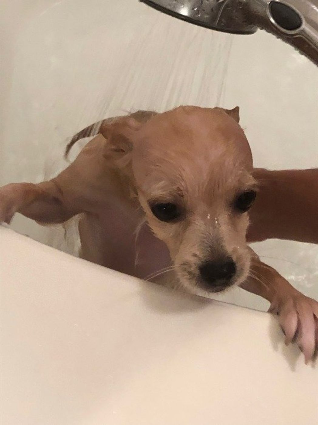 お風呂の頻度は シャワーの温度は人と同じ 愛犬のお風呂の素朴な疑問 いぬのきもちweb Magazine お風呂の頻度は シャワーの温度は人と同じ 愛犬のお風呂の素朴な疑問 いぬのきもちweb Magazine