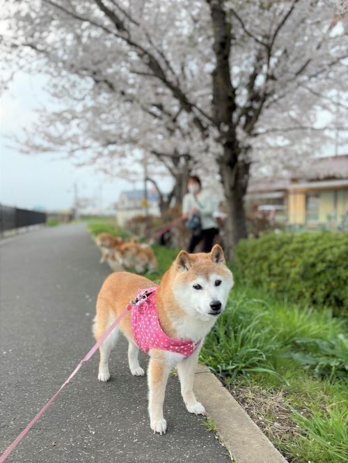 柴犬かぼすちゃん、にぎやかなお友だち犬と満開の桜の下、一緒の