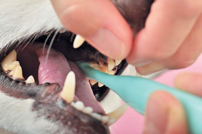 歯磨きしている犬の口の中のアップ
