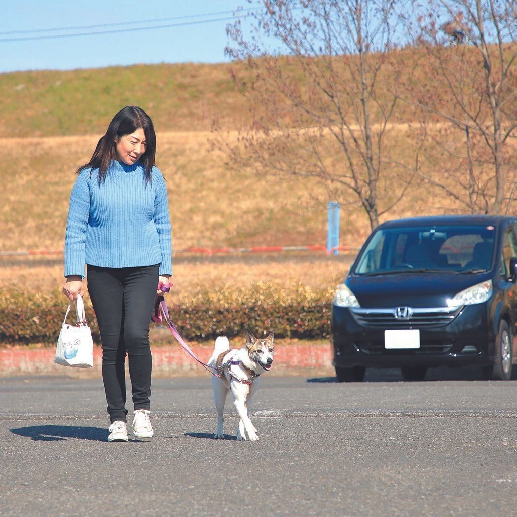 車内に慣れたら、今度は愛犬が好きな場所へ車で何度も出かけて。徐々に「車＝イイコトがある」と覚え、乗ることに慣れます