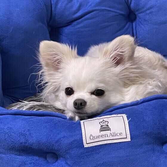 梅雨に気をつけたい「犬がかかりやすい4つの病気」 いぬのきもち