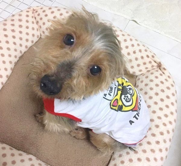 元保護犬・サブレくん