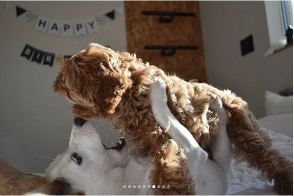 ワンコのぬいぐるみ争奪戦