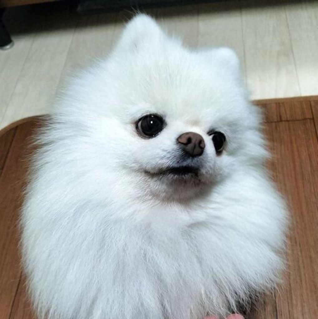 めんどうくさそうに「オテ」をするポメラニアンの表情にクスッ - Main Image