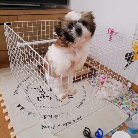 ケージに登るシー・ズー