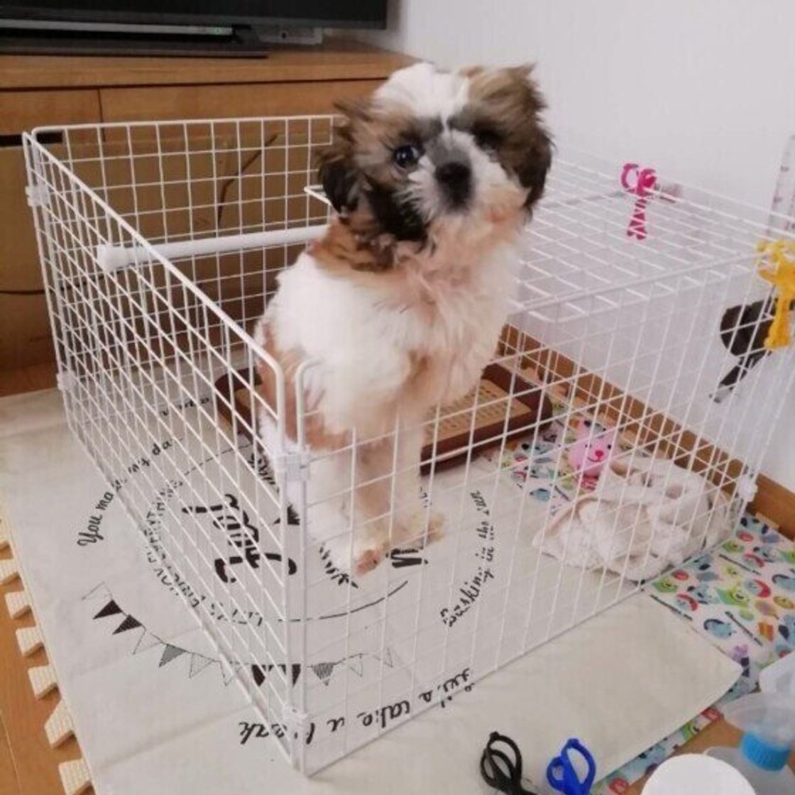 犬の留守番で飼い主が心配なことを調査 実際に起こった留守番中のトラブルに冷や汗も いぬのきもちweb Magazine 犬の留守番で飼い主が心配なことを調査 実際に起こった留守番中のトラブルに冷や汗も いぬのきもちweb Magazine