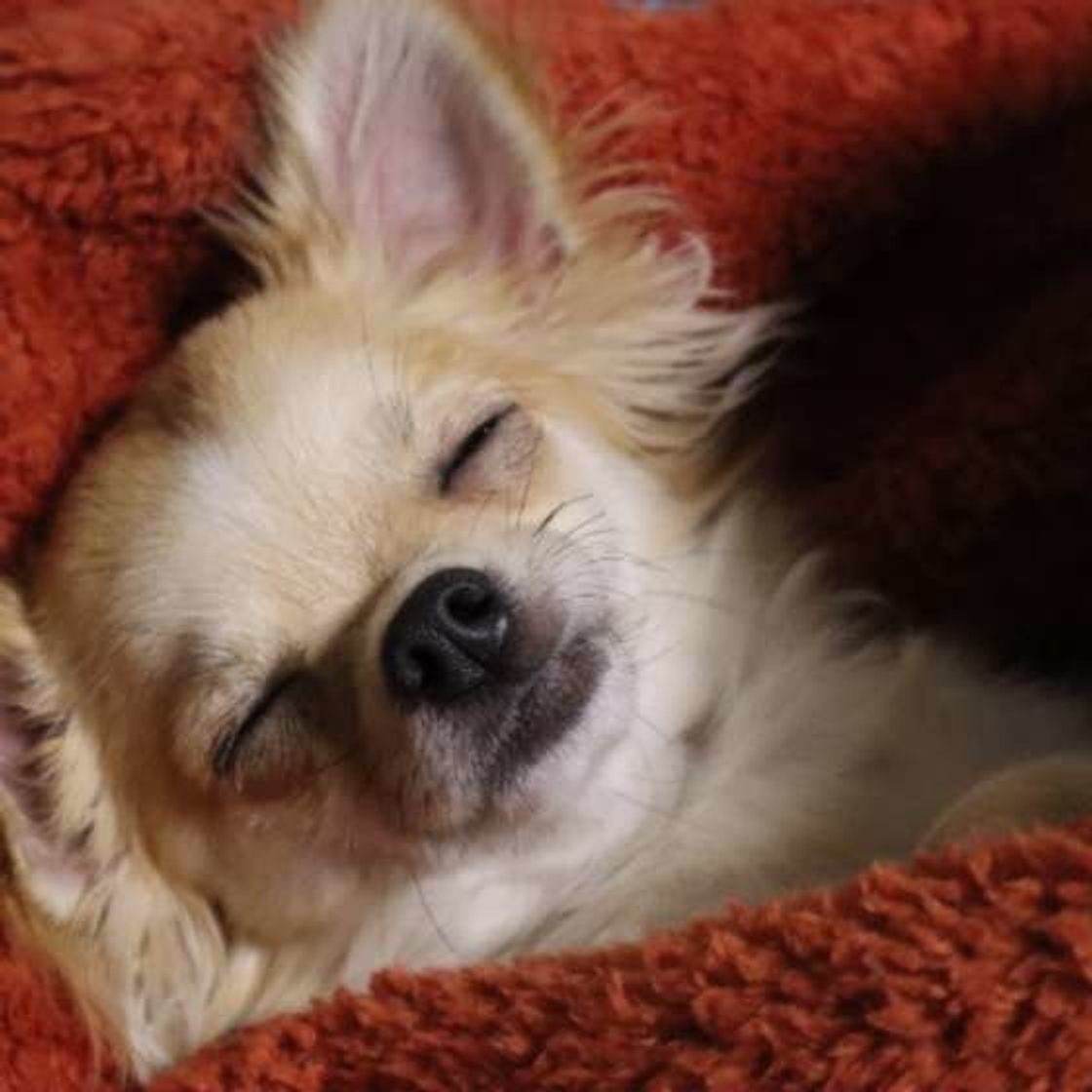 獣医師監修 知っておきたいシニア犬の 床ずれ ケア いぬのきもちweb Magazine 獣医師監修 知っておきたいシニア犬の 床ずれ ケア いぬのきもちweb Magazine