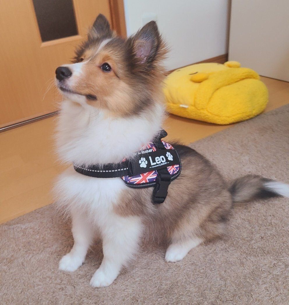 見上げるレオくん