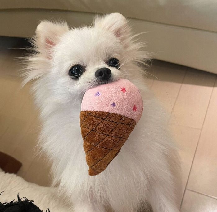 おもちゃをくわえるえまちゃん