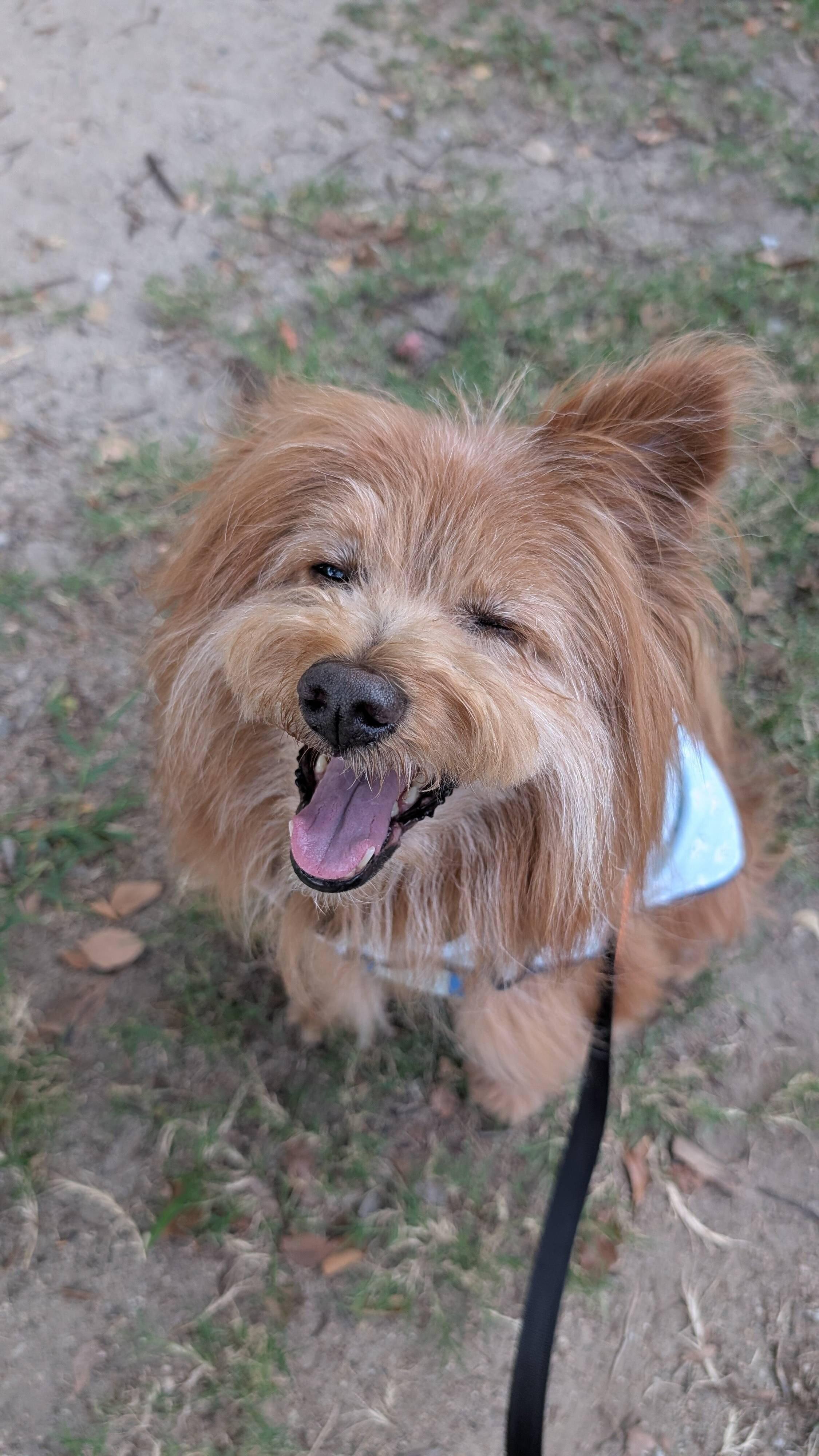 暑いという顔をしている犬の写真